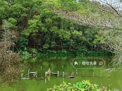 -深圳仙湖植物园