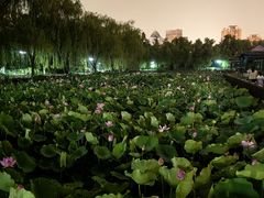 -莲花池公园