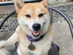 -柴犬高等学院·狗咖·柴犬售卖·宠物训练