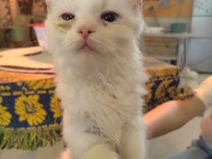 -平行世界·猫咖(首经贸店)