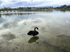 -盐城丹顶鹤湿地生态旅游区