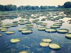 -荷塘月色湿地公园·向阳花洲