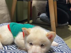 -逗柴咖啡屋·狗咖猫咖宠物桌游
