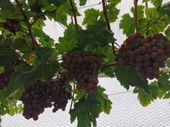 -金谷域澳洲庄园