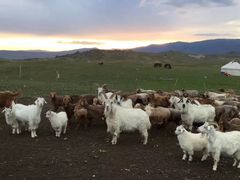 -新疆天山野生动物园