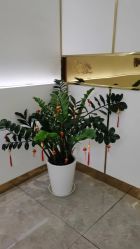 -CICI纤美·科技减肥美容