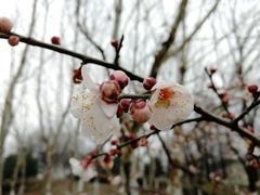 -白塘生态植物园