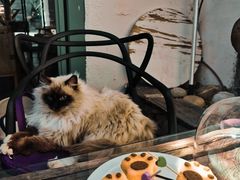 -喵屿·大理花园猫咖