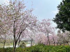 -海珠湖公园