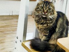 -李小姐の猫咖啡馆(五角场店)