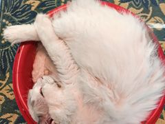 -平行世界·猫咖(首经贸店)