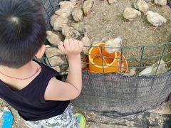 -马陆小张葡萄园农家乐