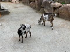 -神户市立六甲山牧场