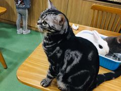 -藦茜花园宠物主题亲子互动体验馆(国顺东路店)