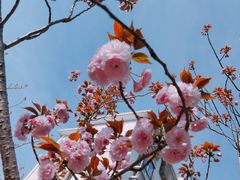 -高东镇樱花园