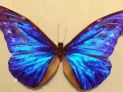 -上海昆虫博物馆