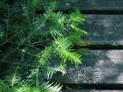 -五营红松林海景区