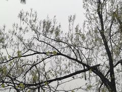 -东湖落雁景区