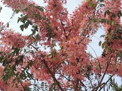 -深圳国际园林花卉博览园