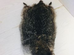 -浣熊柯尔鸭土拨鼠·电玩咖