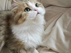 -十月米努特矮脚猫舍