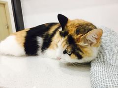 -创凡宠物医院·骨专科  猫科中心(西乡分院)