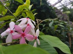 -北京植物园-展览温室