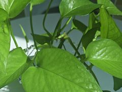 -洛阳宴·洛阳菜(南昌路店)