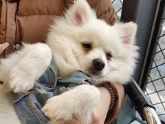 -怪兽屋·羊驼·猫咖·狗咖(俊华广场店)