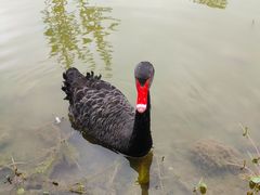 -荷兰花海