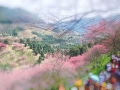 -新建村梅花