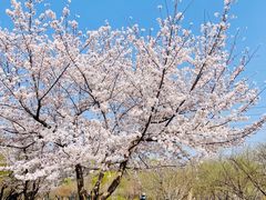 -石家庄市植物园