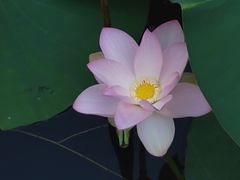 -后襄河公园