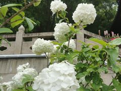 -苏州上方山国家森林公园