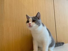 -飞行喵MR PILOT|猫舍·猫咖(静安大融城店)