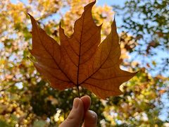 -镇南锅盖面馆(解放路店)