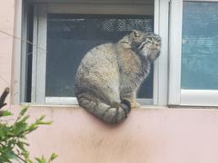 -青藏高原野生动物园