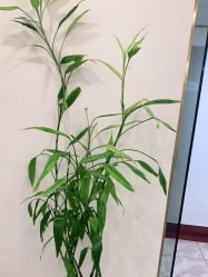 -苗方清颜·祛痘皮肤管理