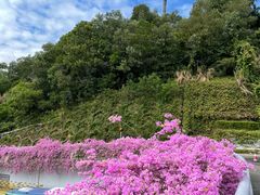 -深圳仙湖植物园