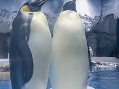 -海合安武汉极地海洋公园
