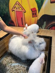 -神奇动物撸宠馆·羊驼·小浣熊·异宠(豫园店)