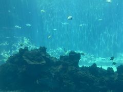 -海棠湾洲际-涛·海底餐厅·美人鱼·自助餐·海底隧道