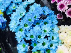 -双季花艺园艺市场(浦东店)