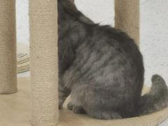 -喵园·猫主题咖啡厅·撸猫·猫咖(国贸店)