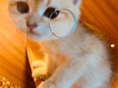 -猫十亿·布偶金渐层·曼基康矮脚猫舍(青年路店)