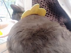 -喵屿·大理花园猫咖