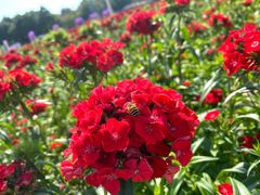 -松山湖梦幻百花洲