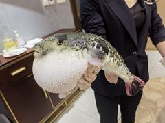 -鲐赏河豚(长寿店)