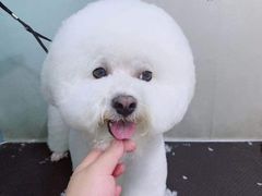 -派多格宠物·购宠(靛厂路店)