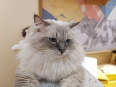 -滚猫咖啡·猫咖·猫友好撸猫(未来城店)
